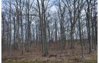 Property photo 74 - 98+/- Acres Offered in 6 Tracts or Combinations, Noble County, Indiana Farm